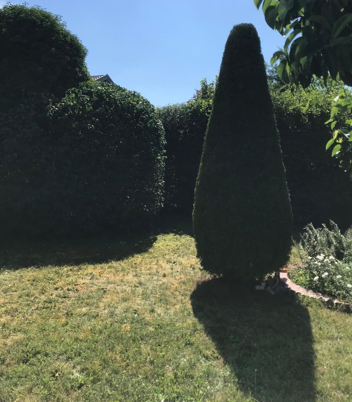 Kegelförmig geschnittene Thuja nach dem Formschnitt — Projekt von ZWEIGEWERK Reiter