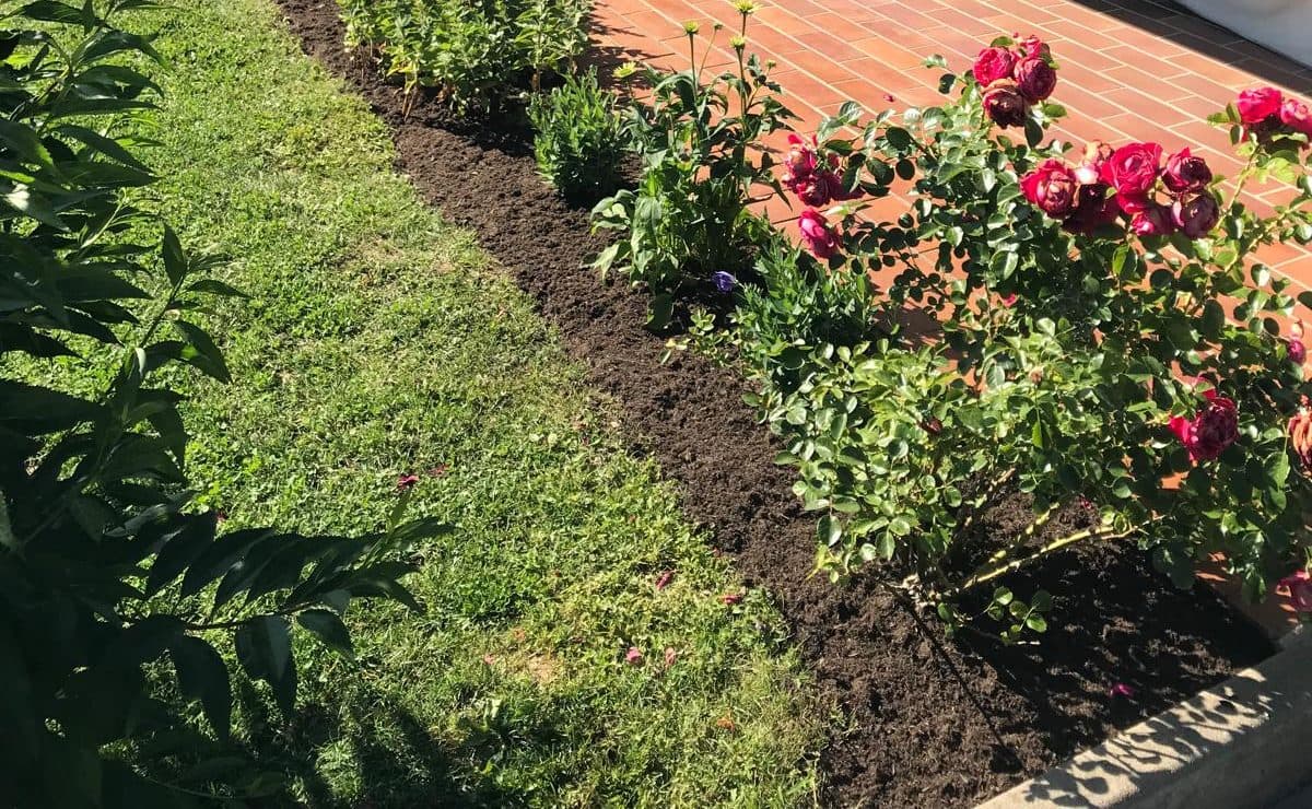 Frisch gepflegtes Staudenbeet mit Rosen — Beetpflege von ZWEIGEWERK Reiter